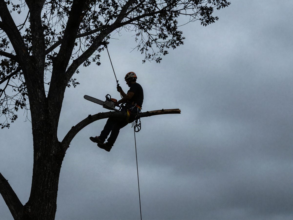 A climber roped into a large tree, cutting a limb